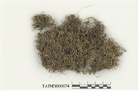 藏品(白齒苔科)的圖片